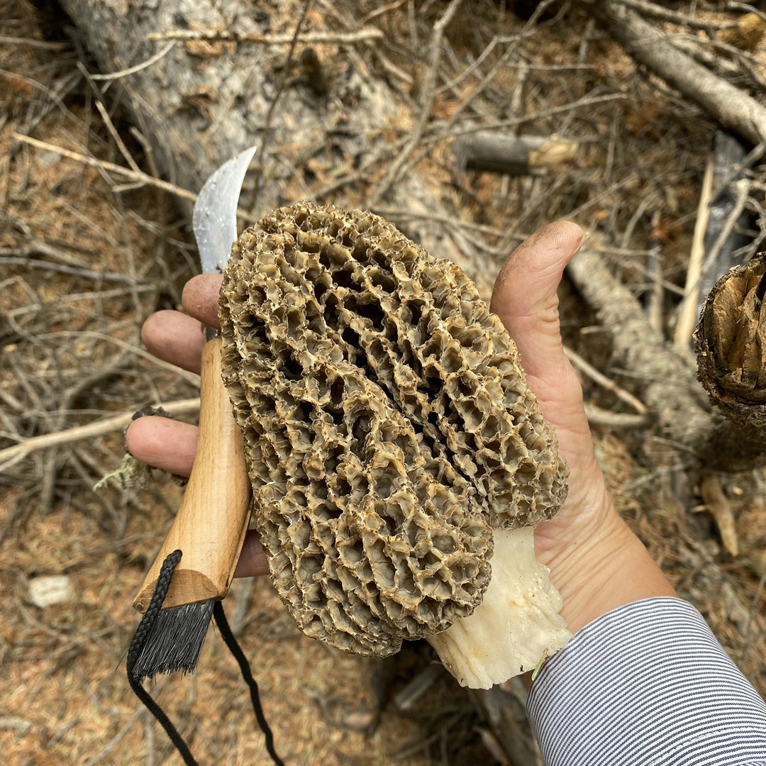 2025 Burn Morel Maps Gift