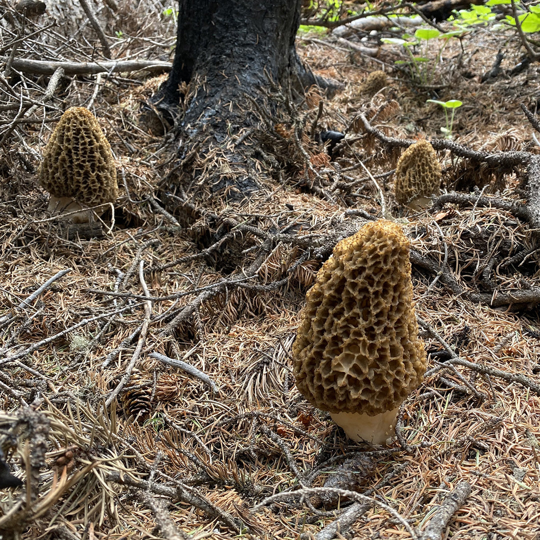 2025 Burn Morel Maps Gift