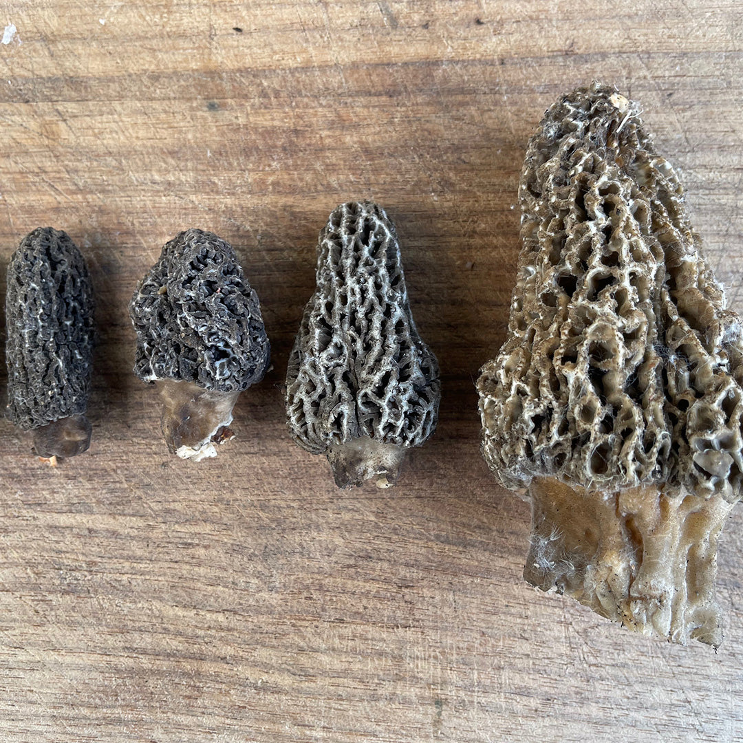 2025 Burn Morel Maps Gift
