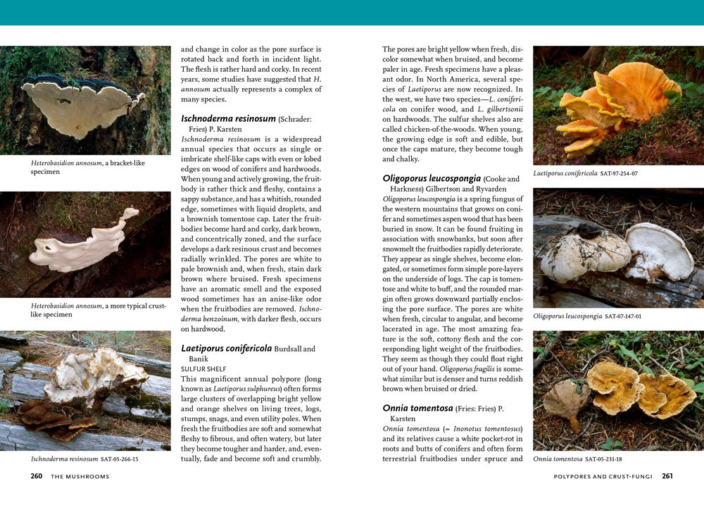 Mushrooms of the Pacific Northwest