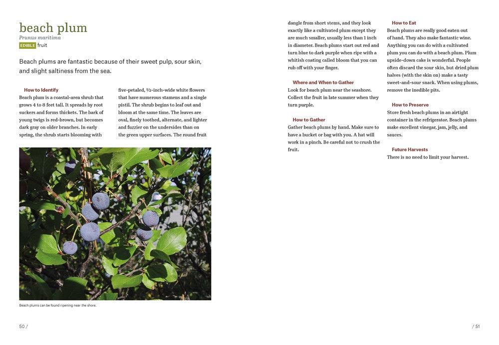 Southeast Foraging: 120 Wild and Flavorful Edibles from Angelica to Wild Plums