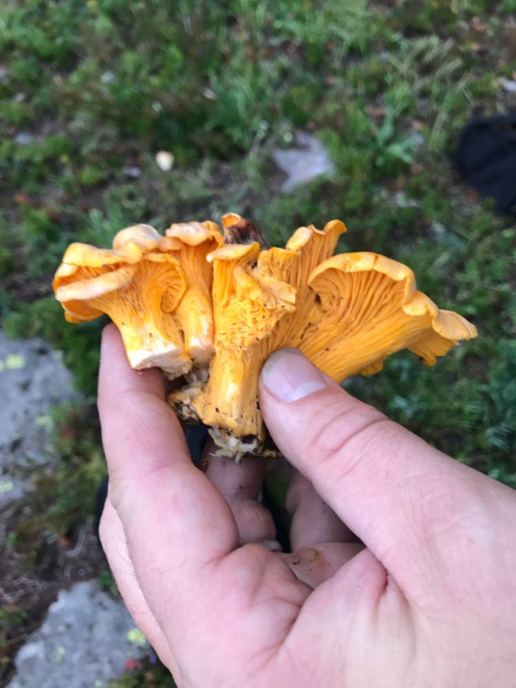 Colorado Online Foraging Class Gift Certificate