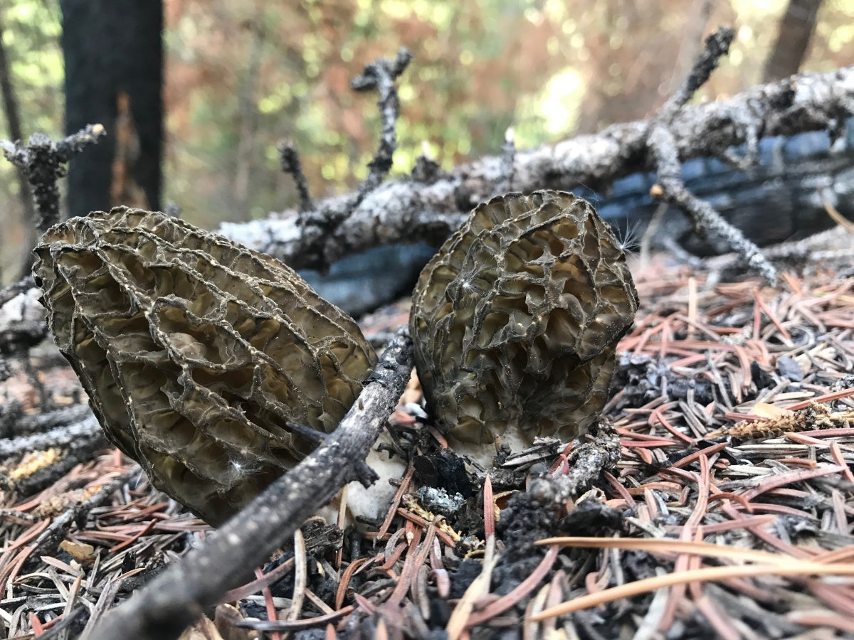 Colorado Online Foraging Class Gift Certificate