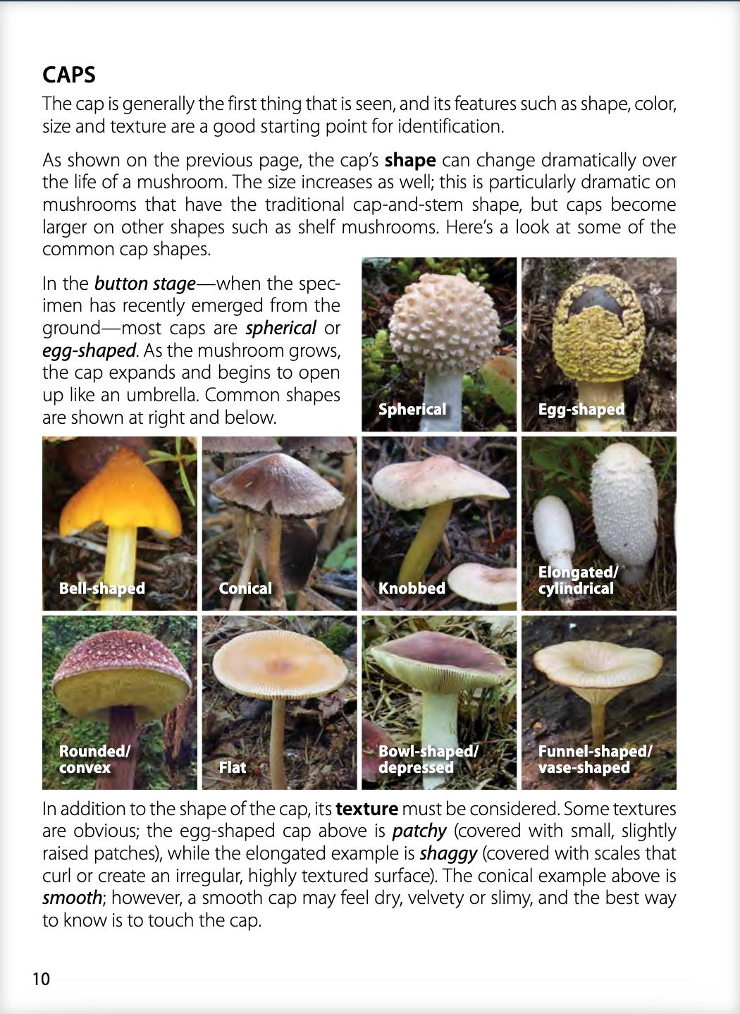 Mushrooms of the Northwest