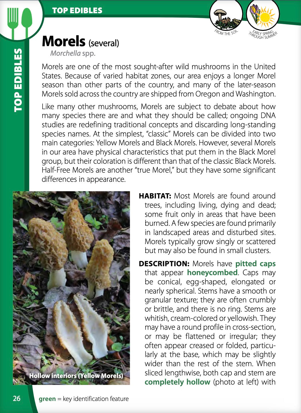 Mushrooms of the Northwest