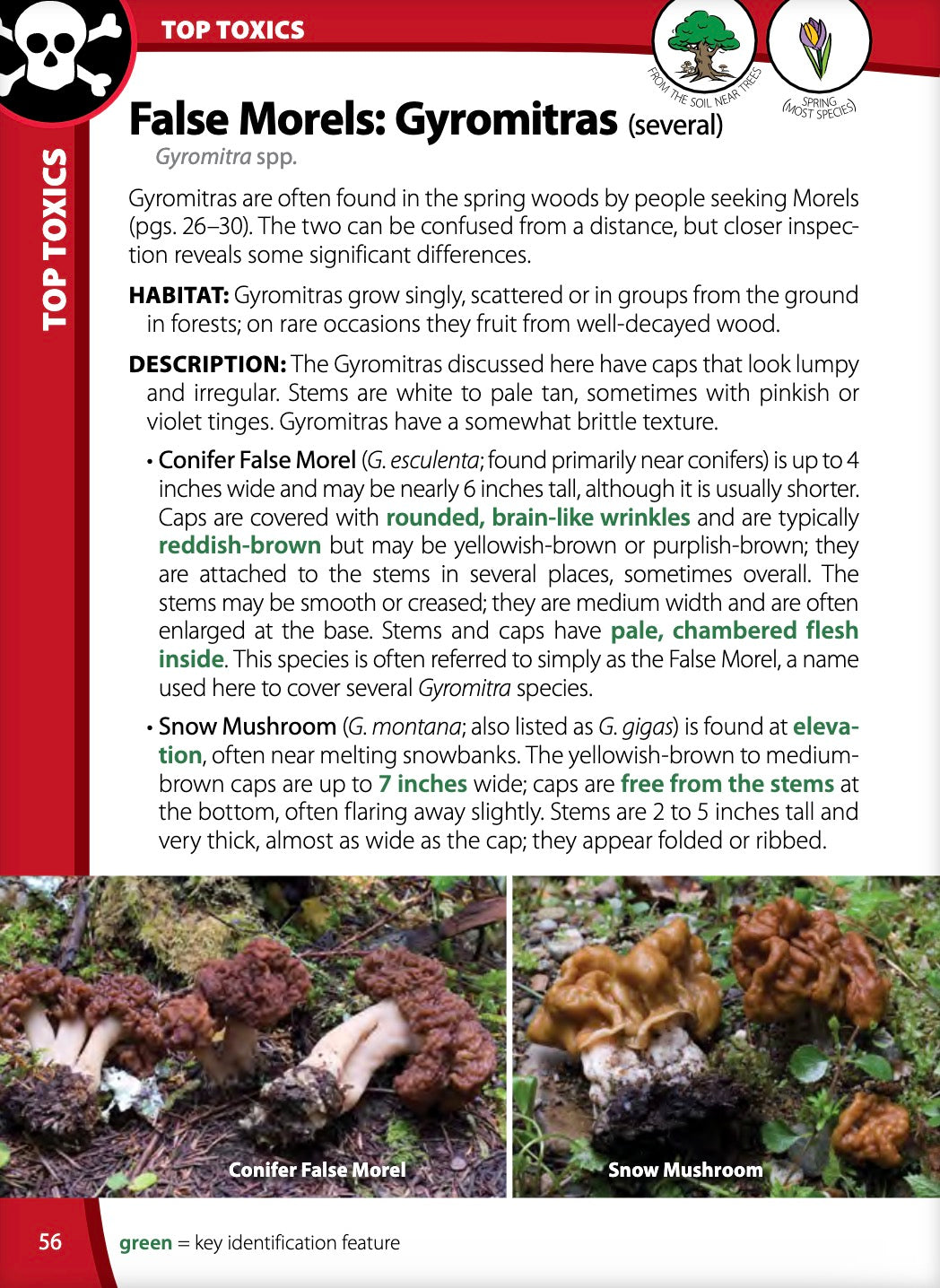 Mushrooms of the Northwest