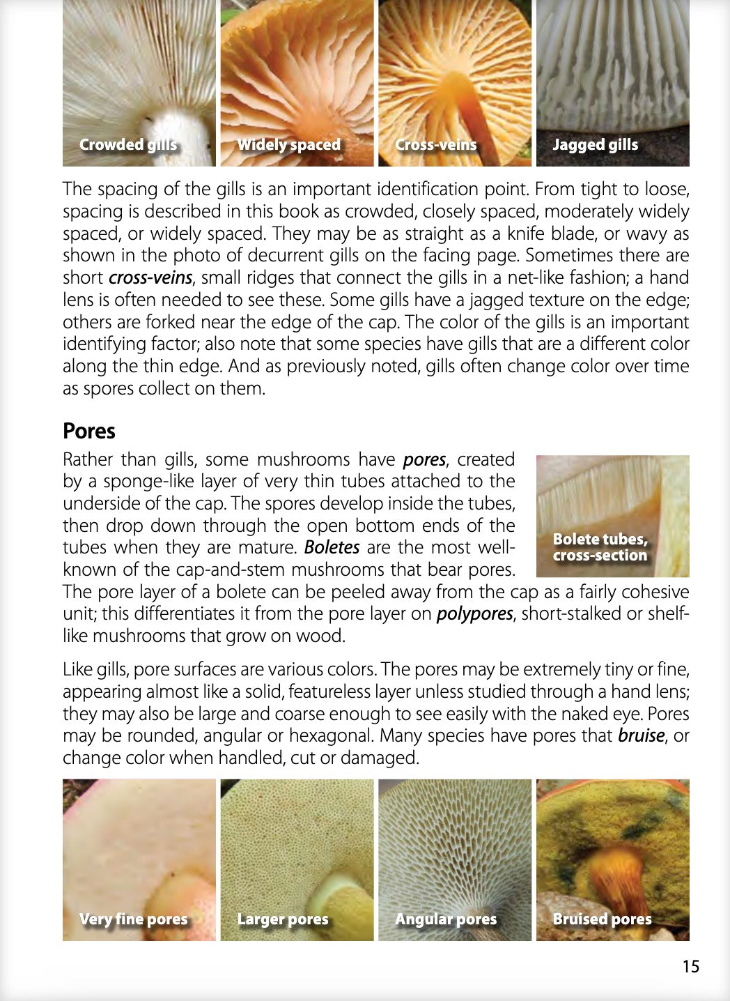 Mushrooms of the Upper Midwest