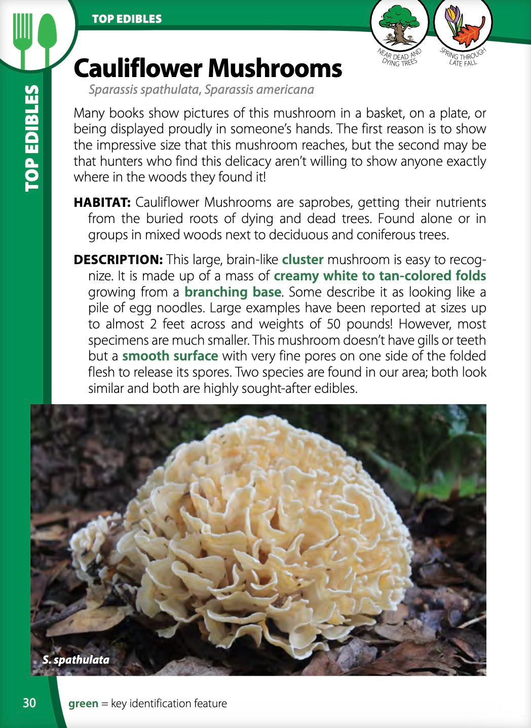 Mushrooms of the Upper Midwest