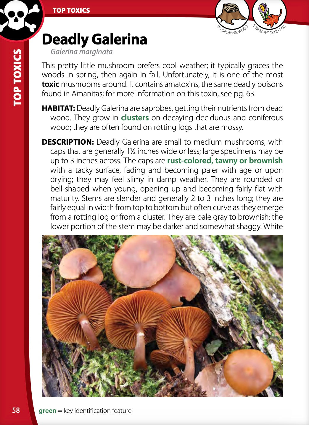 Mushrooms of the Upper Midwest