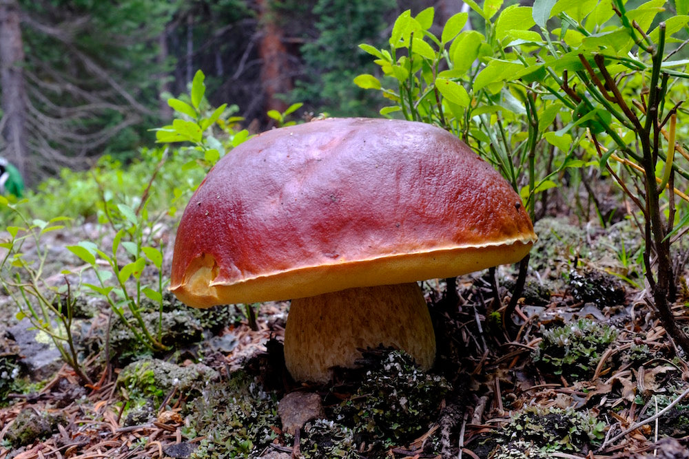 Colorado Online Foraging Class Gift Certificate