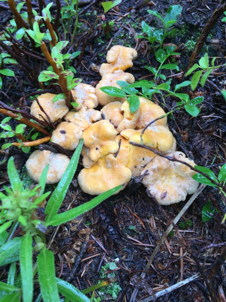 Colorado Online Foraging Class Gift Certificate