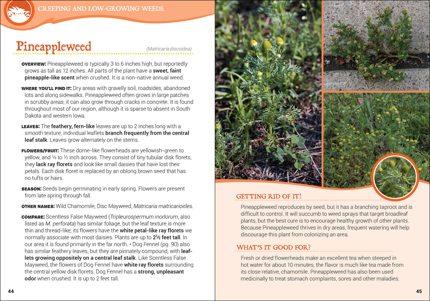 Common Backyard Weeds of the Upper Midwest