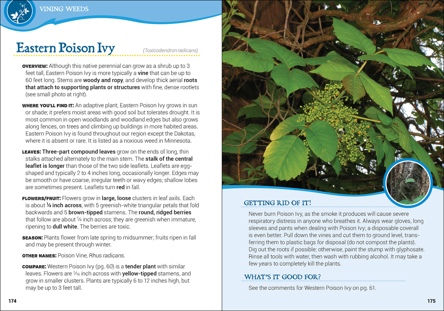 Common Backyard Weeds of the Upper Midwest