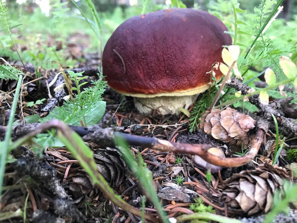 Colorado Online Foraging Class Gift Certificate