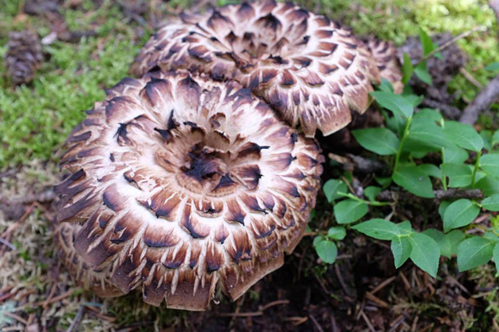 Colorado Online Foraging Class Gift Certificate