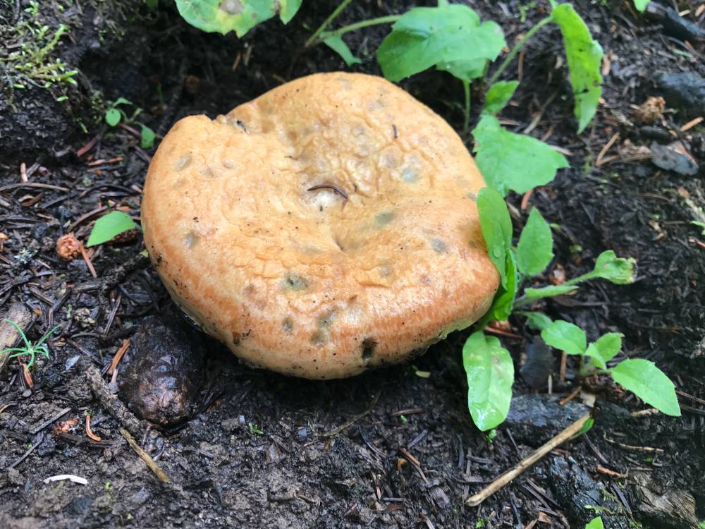 Colorado Online Foraging Class Gift Certificate