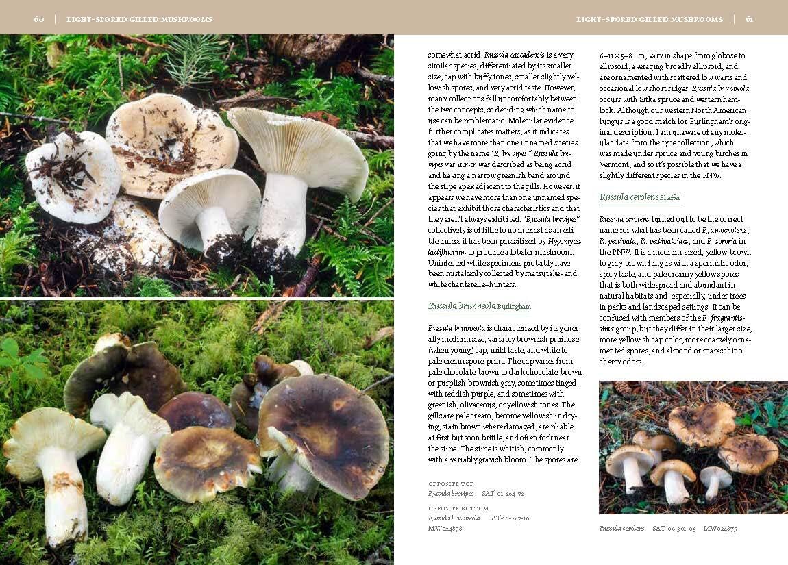 Mushrooms of the Pacific Northwest - Revised Edition