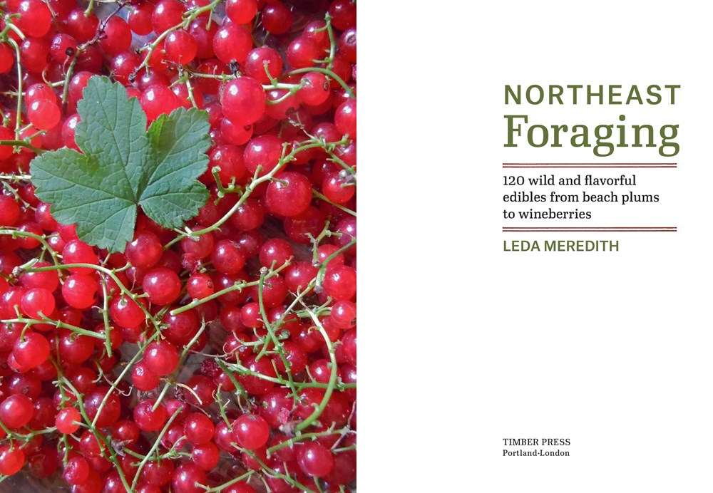 Northeast Foraging: 120 Wild and Flavorful Edibles from Beach Plums to Wineberries