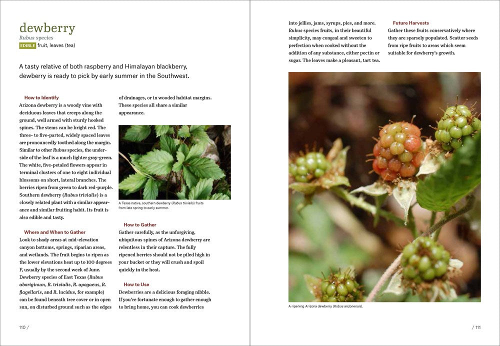 Southwest Foraging: 117 Wild and Flavorful Edibles from Barrel Cactus to Wild Oregano