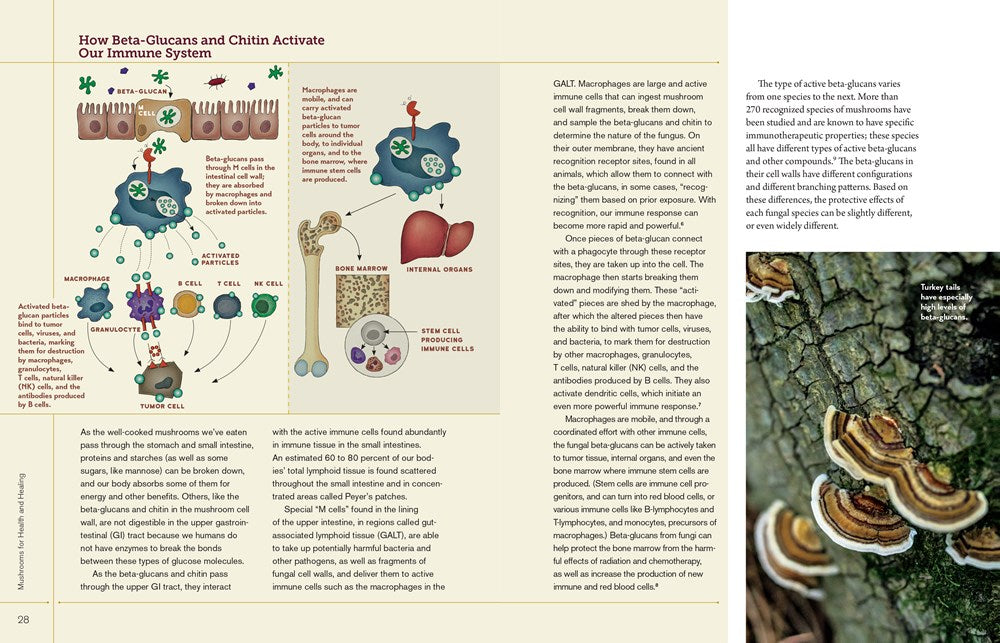 Medicinal Mushrooms: The Essential Guide: boost immunity, improve memory, fight cancer, stop infection, and expand your consciousness