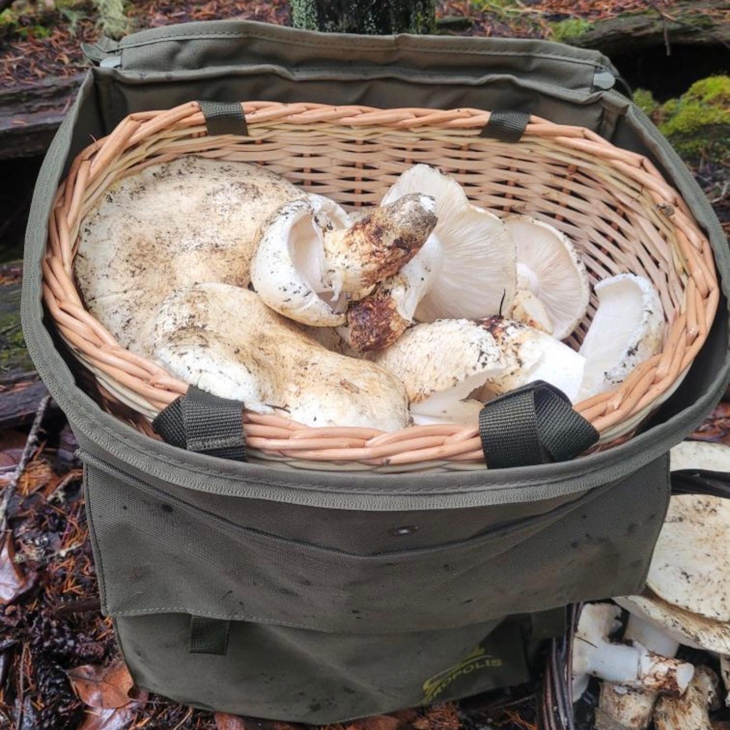 Foraging Backpack with Internal Wicker Basket