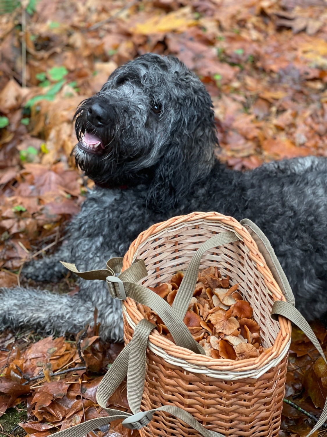 Handmade Cross Body Wicker Foraging Basket