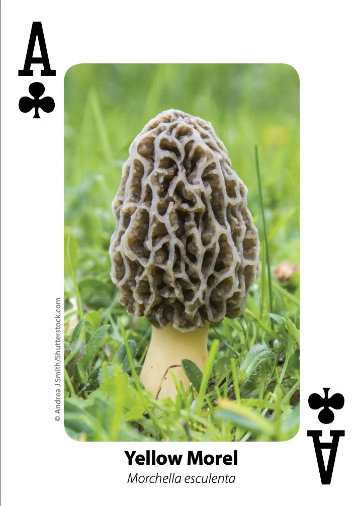 Mushroom Playing Cards