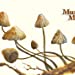 Mushroom Magick - A Visionary Field Guide (Used)